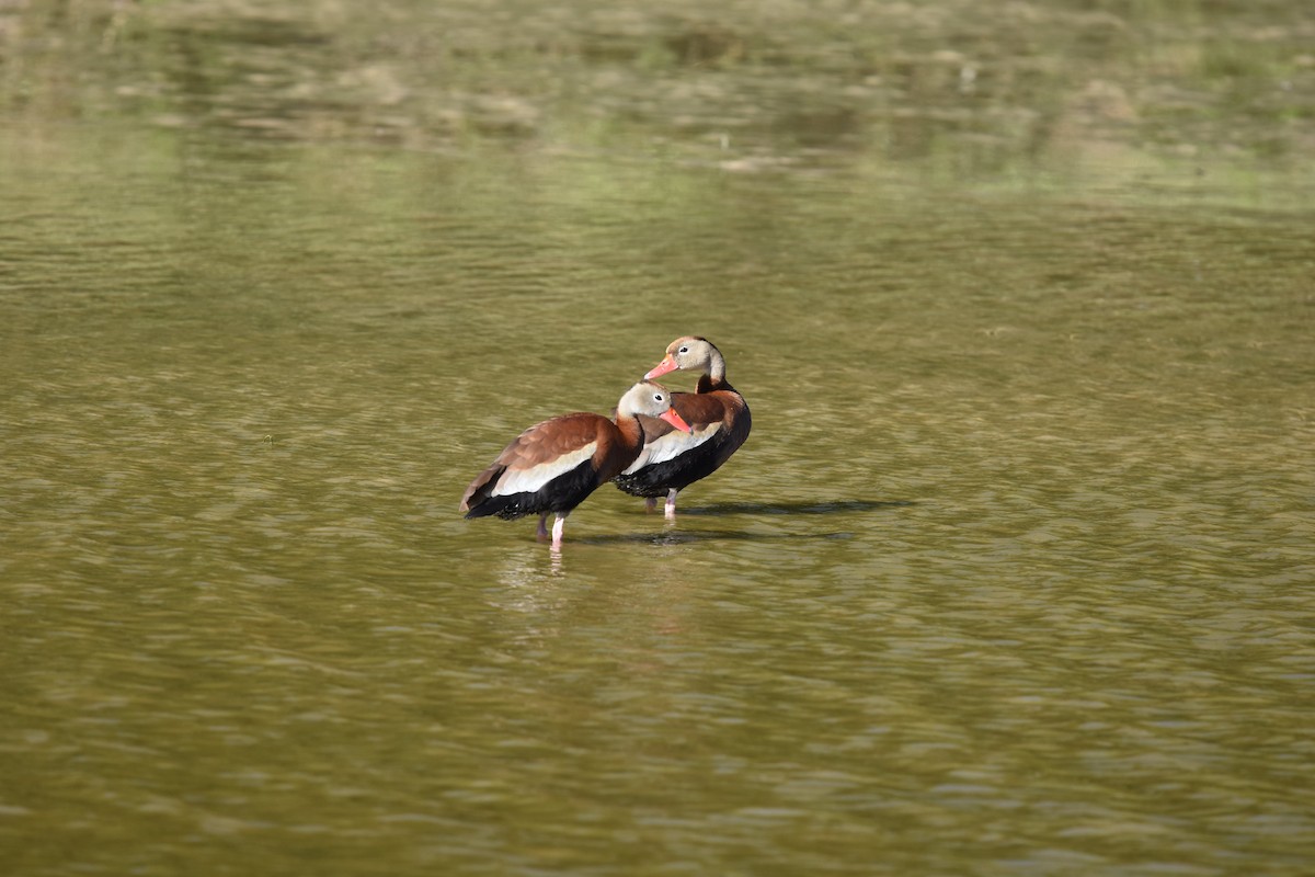 Black-bellied Whistling-Duck - Gary Yoder
