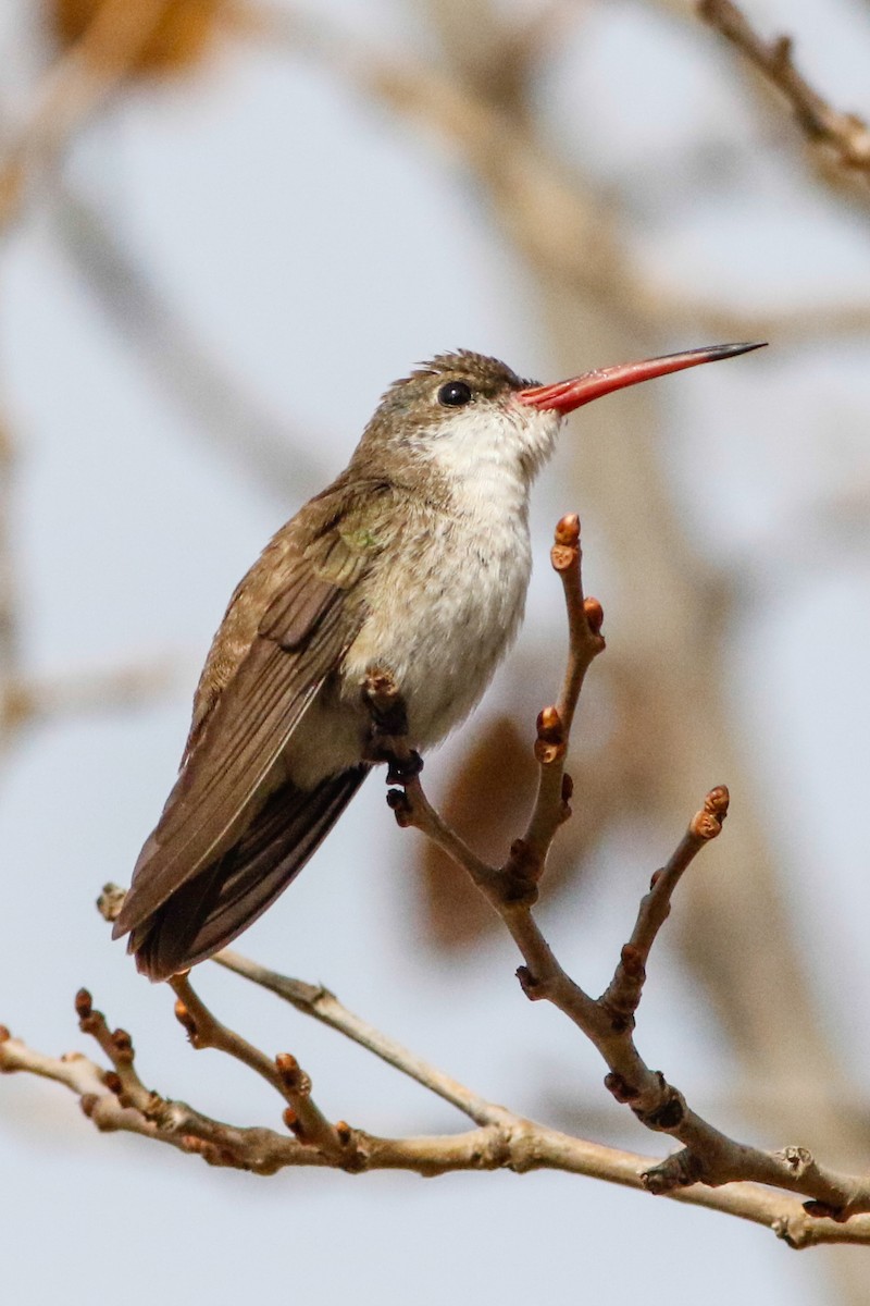 Violet-crowned Hummingbird - Byron Stone