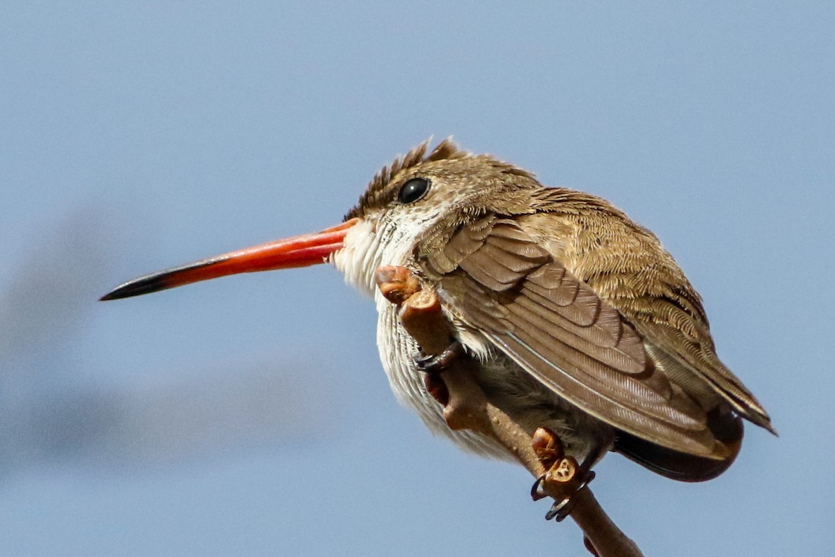 Violet-crowned Hummingbird - ML223240341