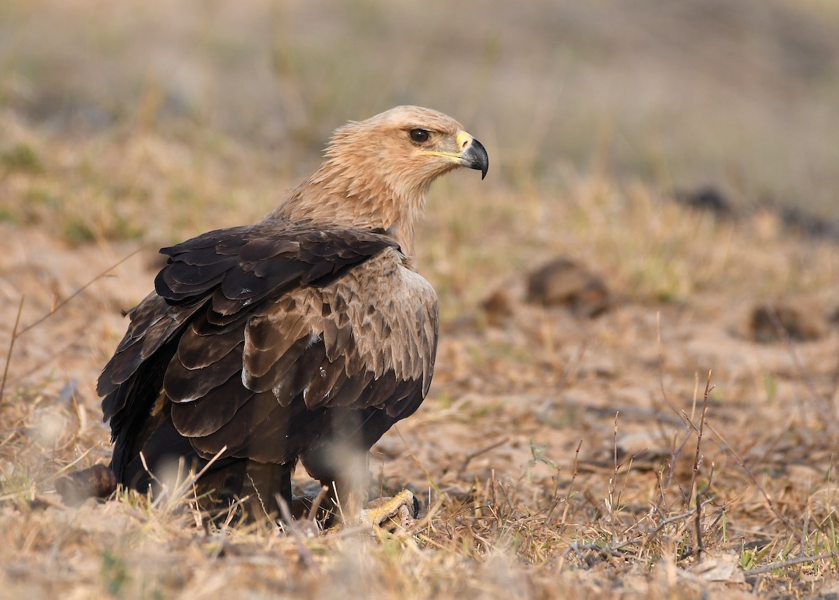 Tawny Eagle - ML223241561