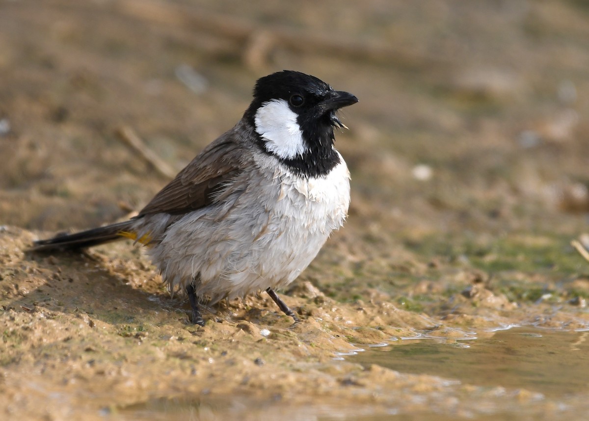 White-eared Bulbul - ML223241801