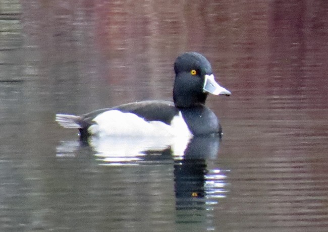 Ring-necked Duck - ML22324311
