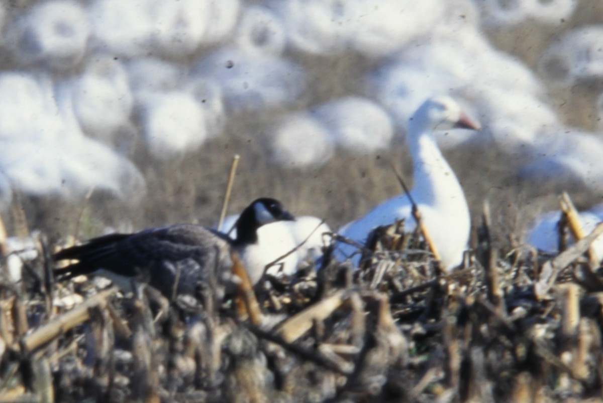 Cackling Goose - Jim Stasz