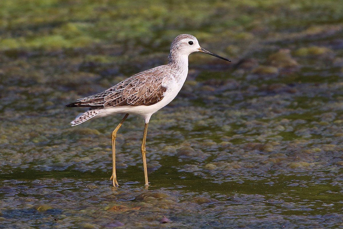 Marsh Sandpiper - Bob Shettler