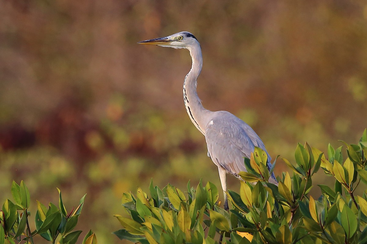 Gray Heron - ML223244241