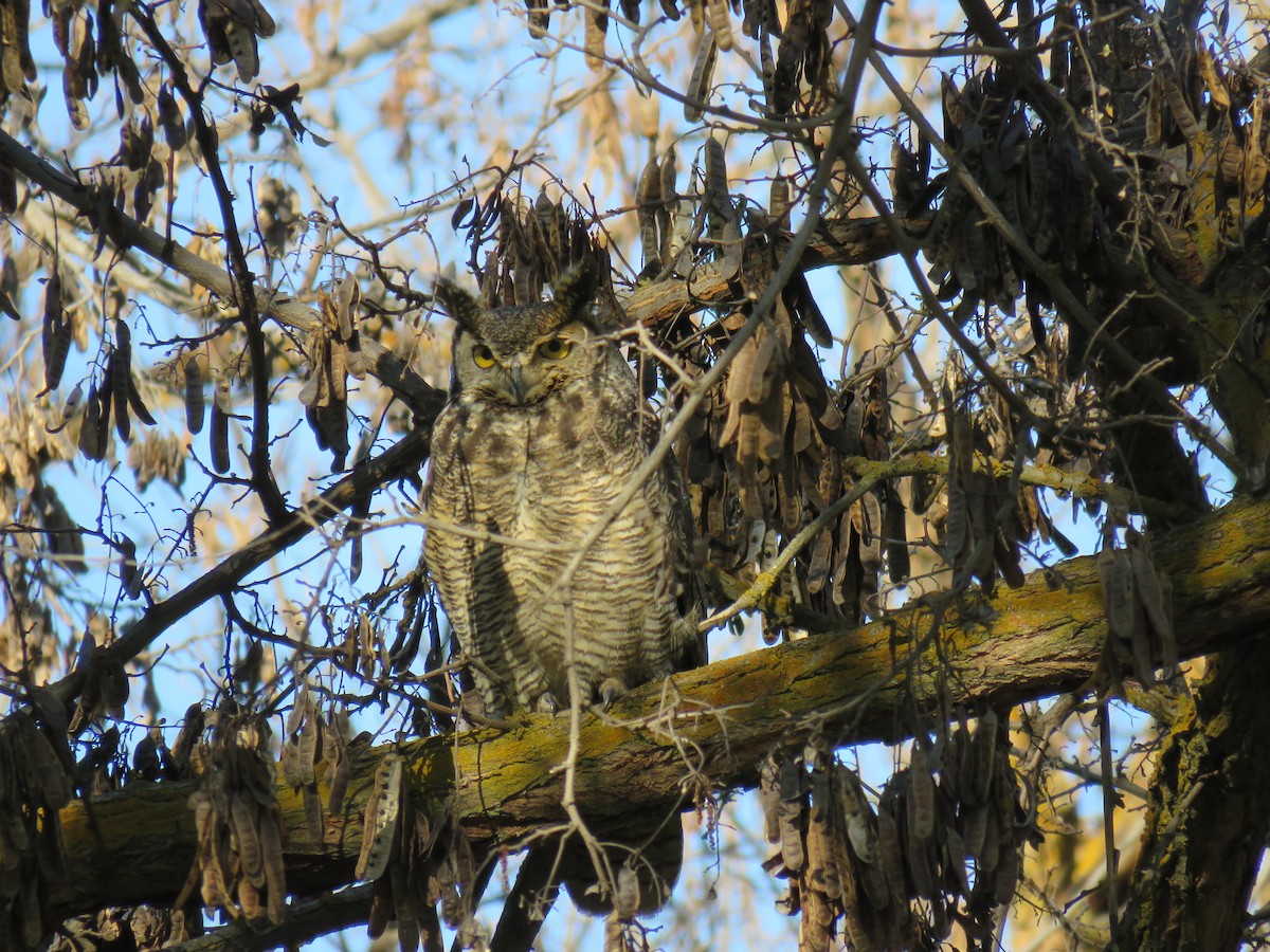 Great Horned Owl - ML223244461