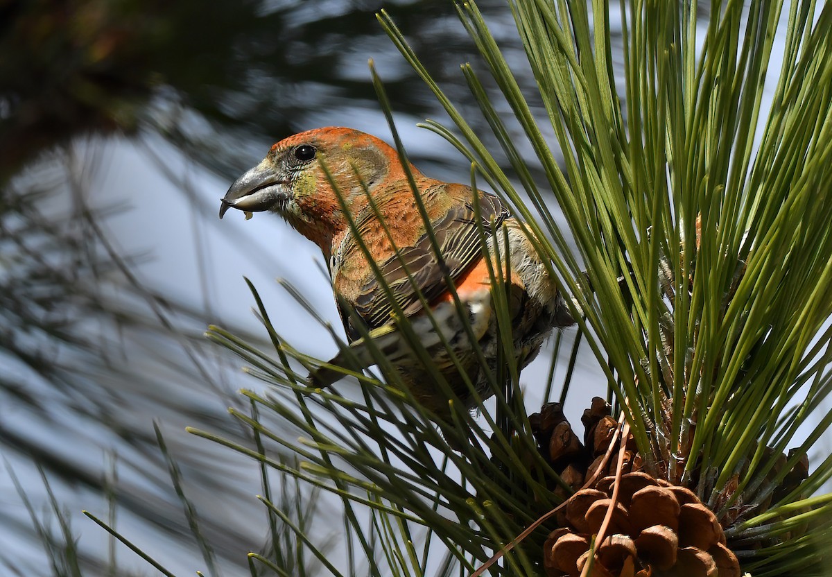 Гацуурын солбин хошуут - ML223245731