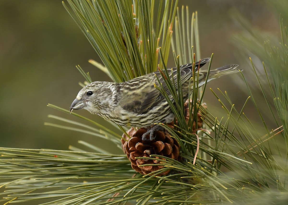 Гацуурын солбин хошуут - ML223245741