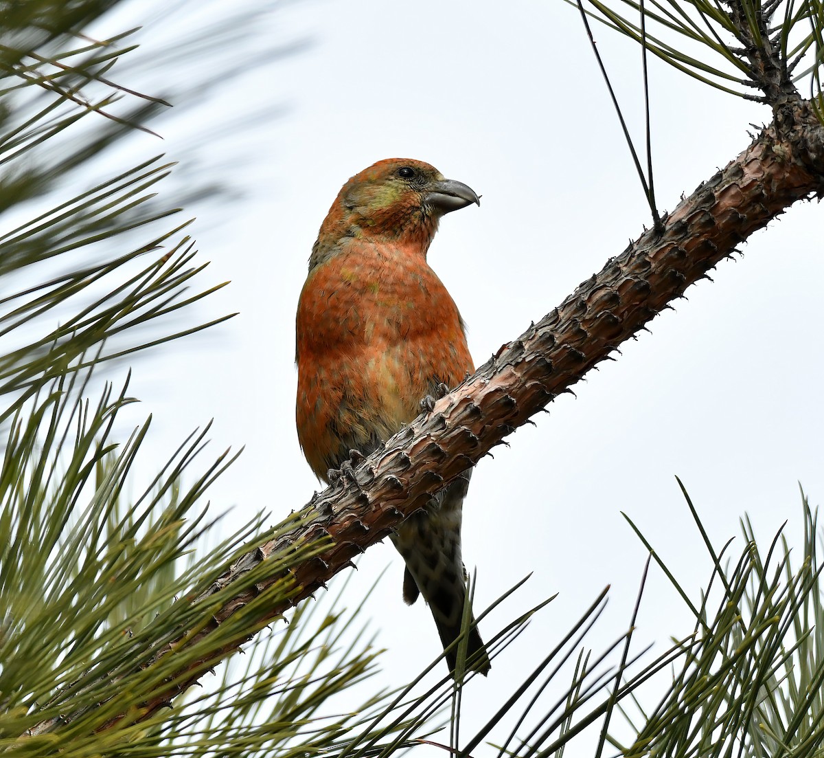 Гацуурын солбин хошуут - ML223245751