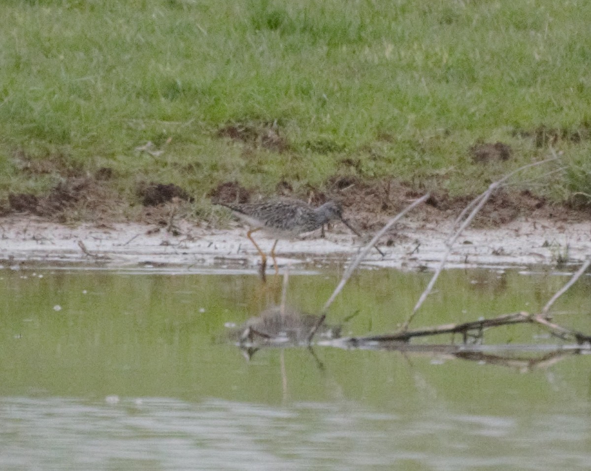 Greater Yellowlegs - Doug Weidemann