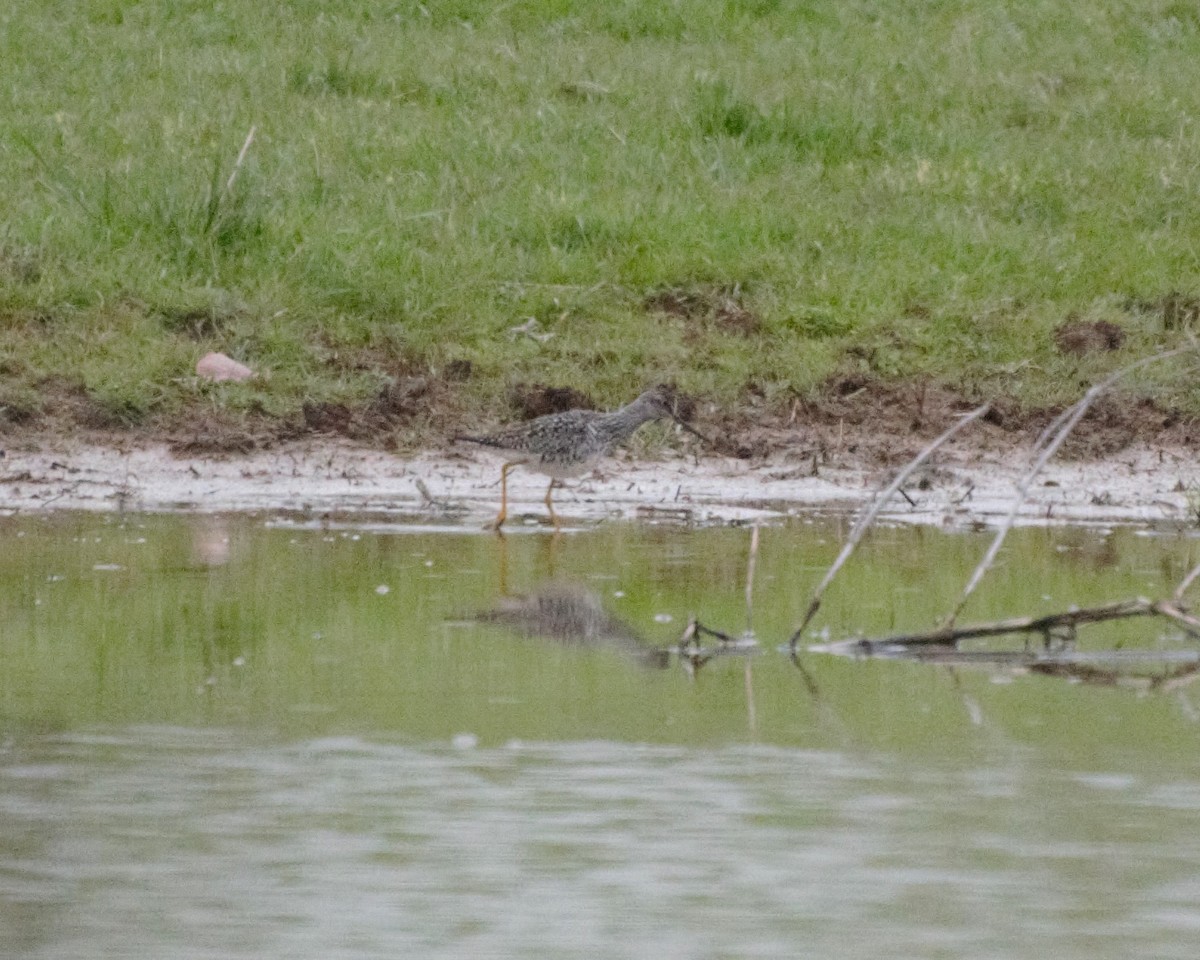 Greater Yellowlegs - ML223247901