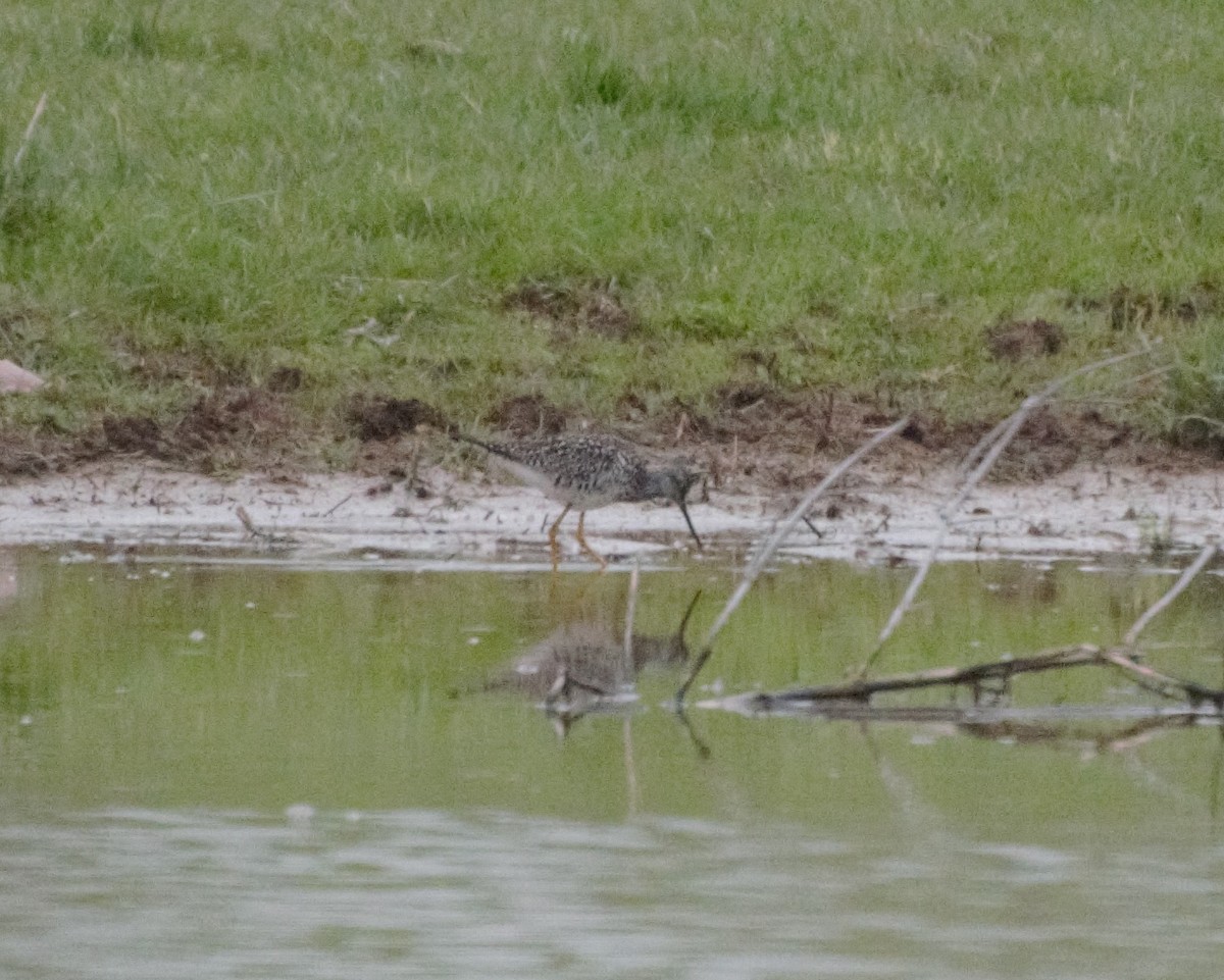 Greater Yellowlegs - ML223247911