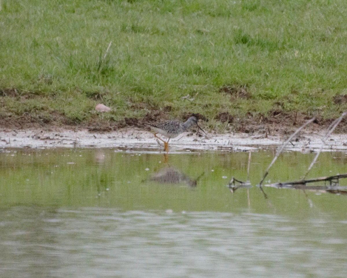Greater Yellowlegs - ML223247921