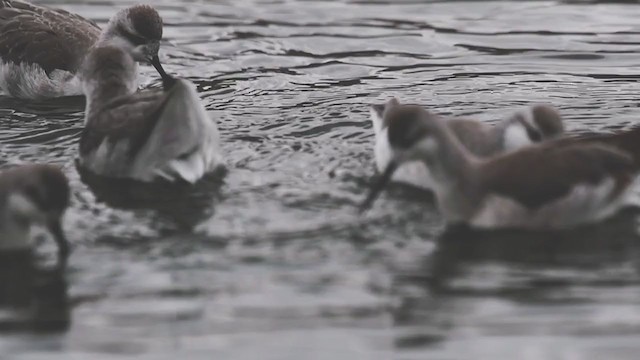 Phalarope de Wilson - ML223248351