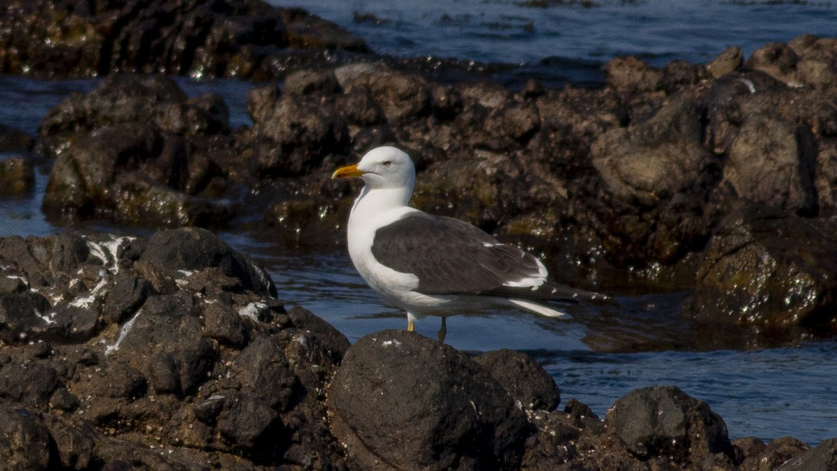 Lesser Black-backed Gull - ML223249041