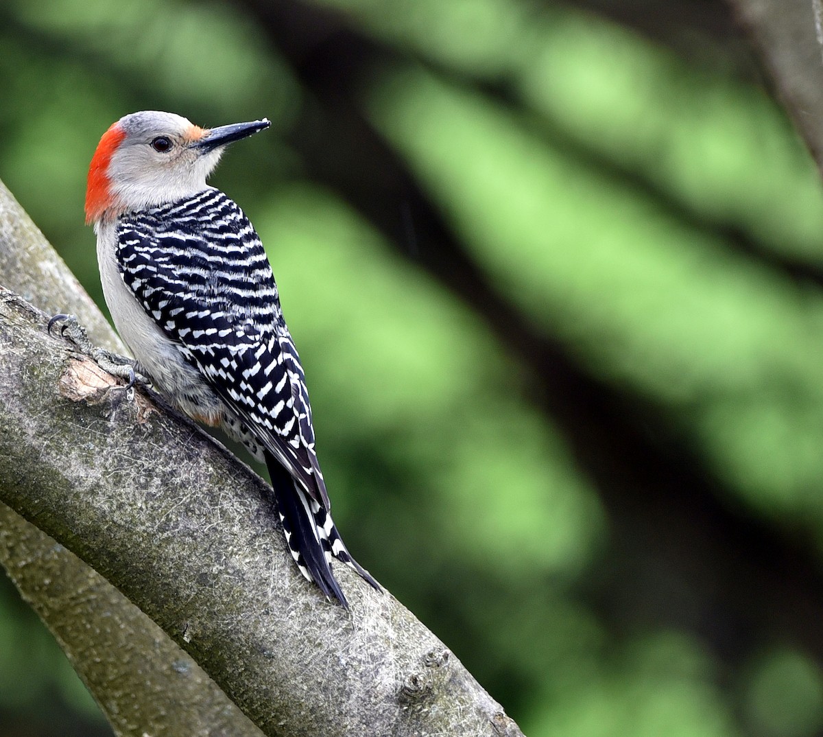 Red-bellied Woodpecker - Pete Campolongo