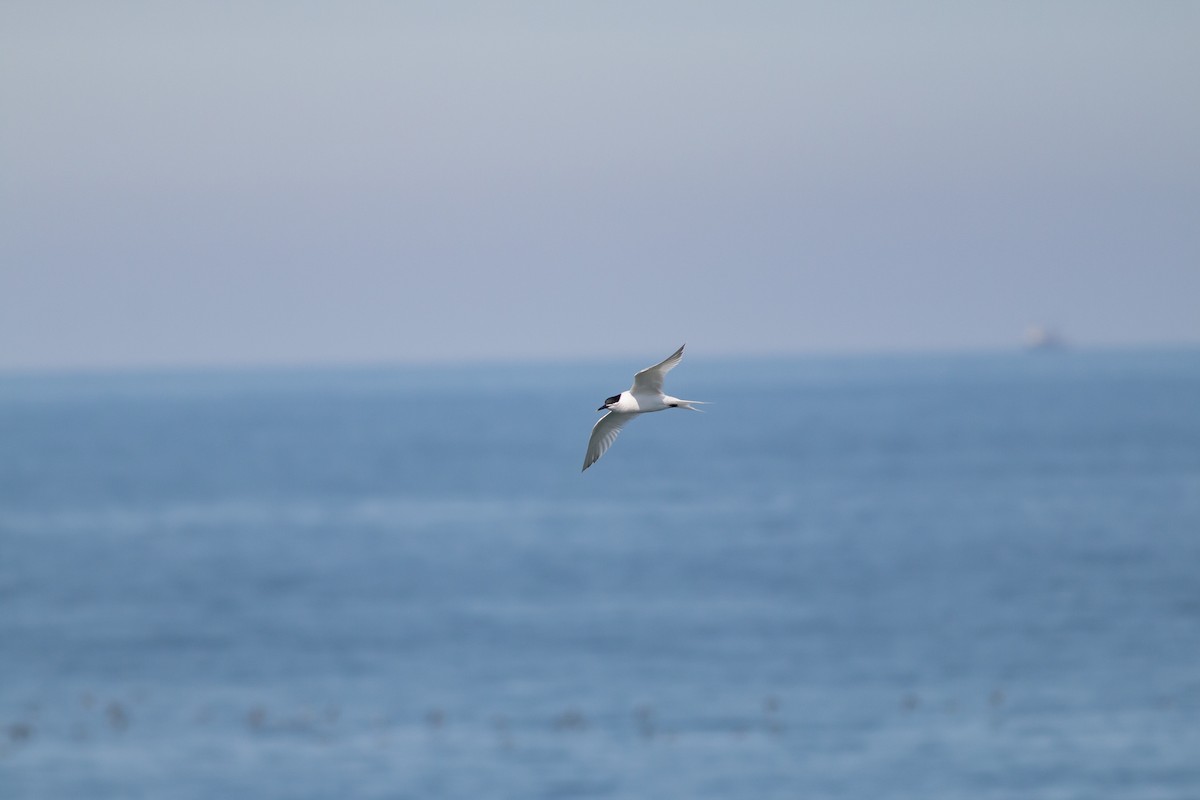 Sandwich Tern - ML223249661