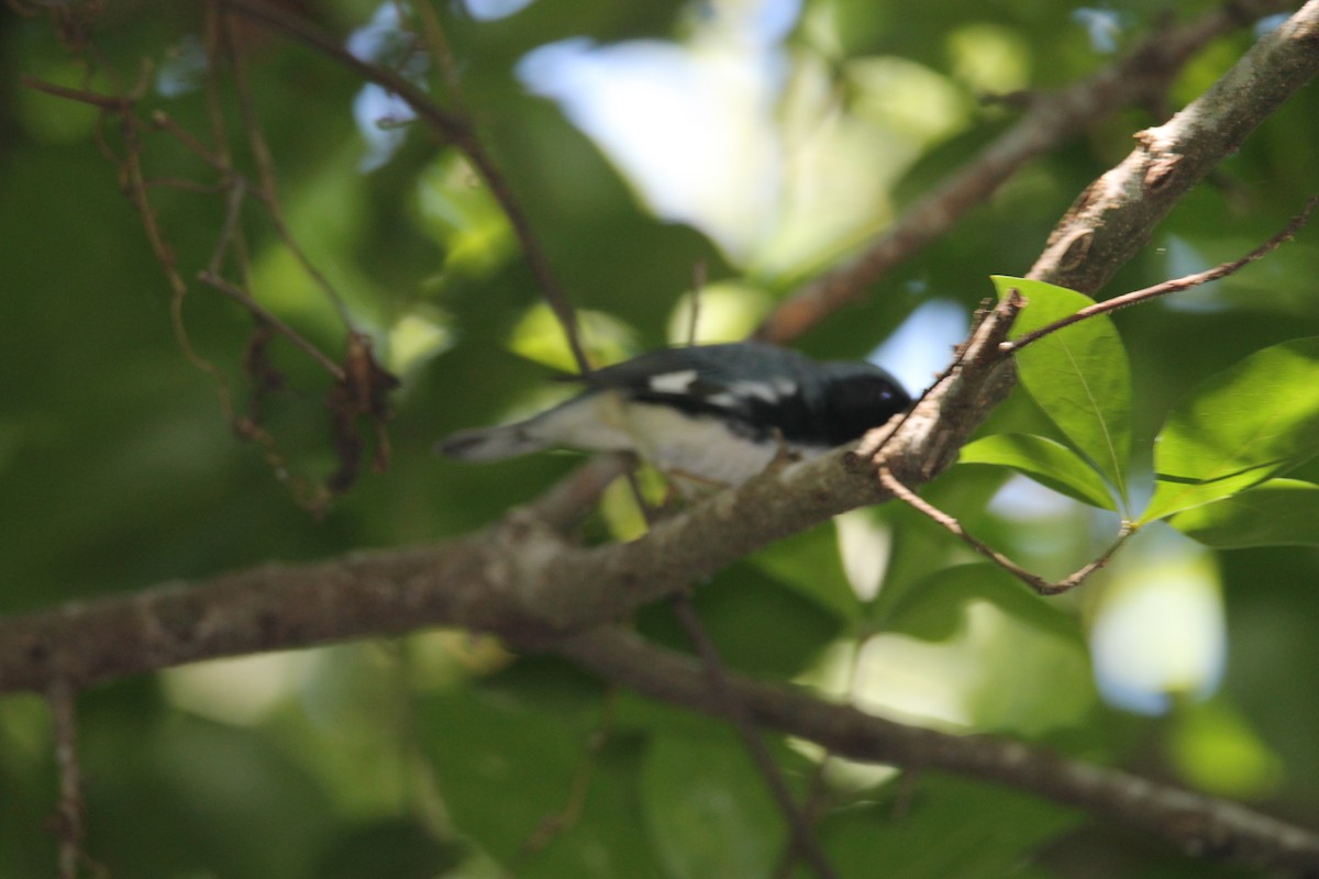 Black-throated Blue Warbler - ML223250281