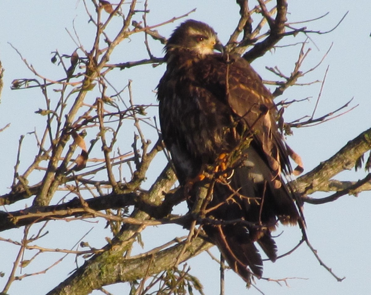 Schneckenbussard - ML223251601