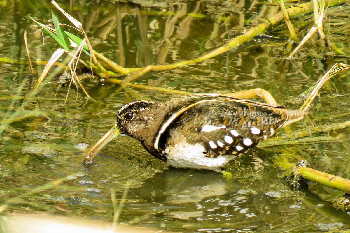 South American Painted-Snipe - ML223251621