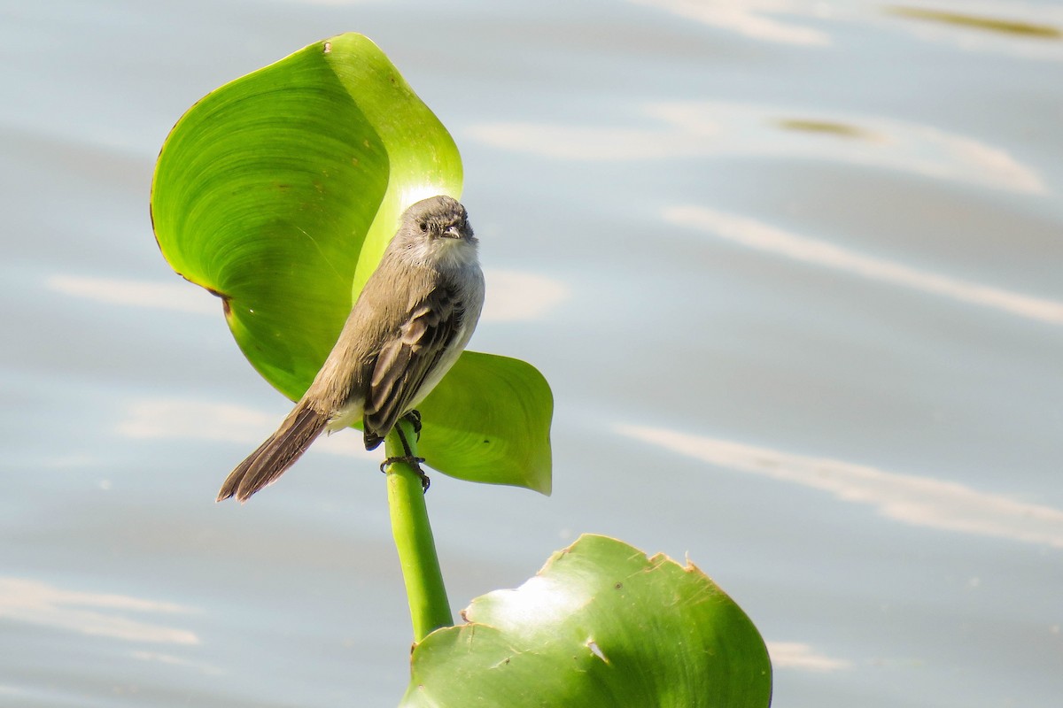 Sooty Tyrannulet - ML223251651