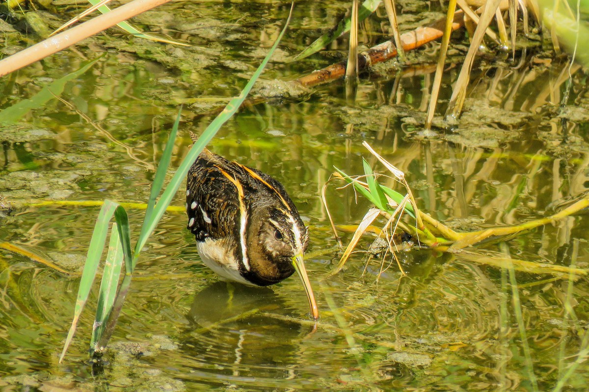South American Painted-Snipe - ML223251661