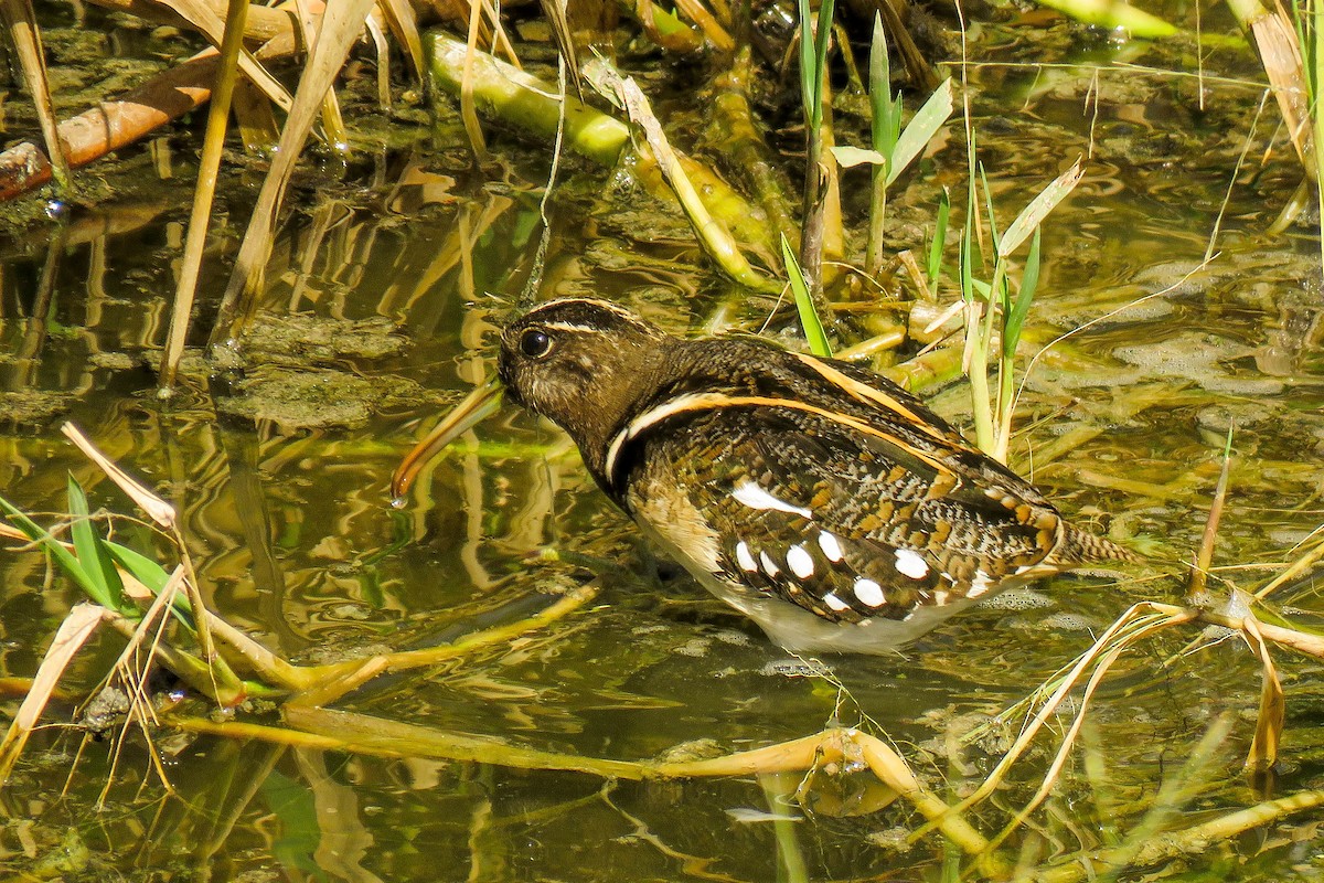 South American Painted-Snipe - ML223251701