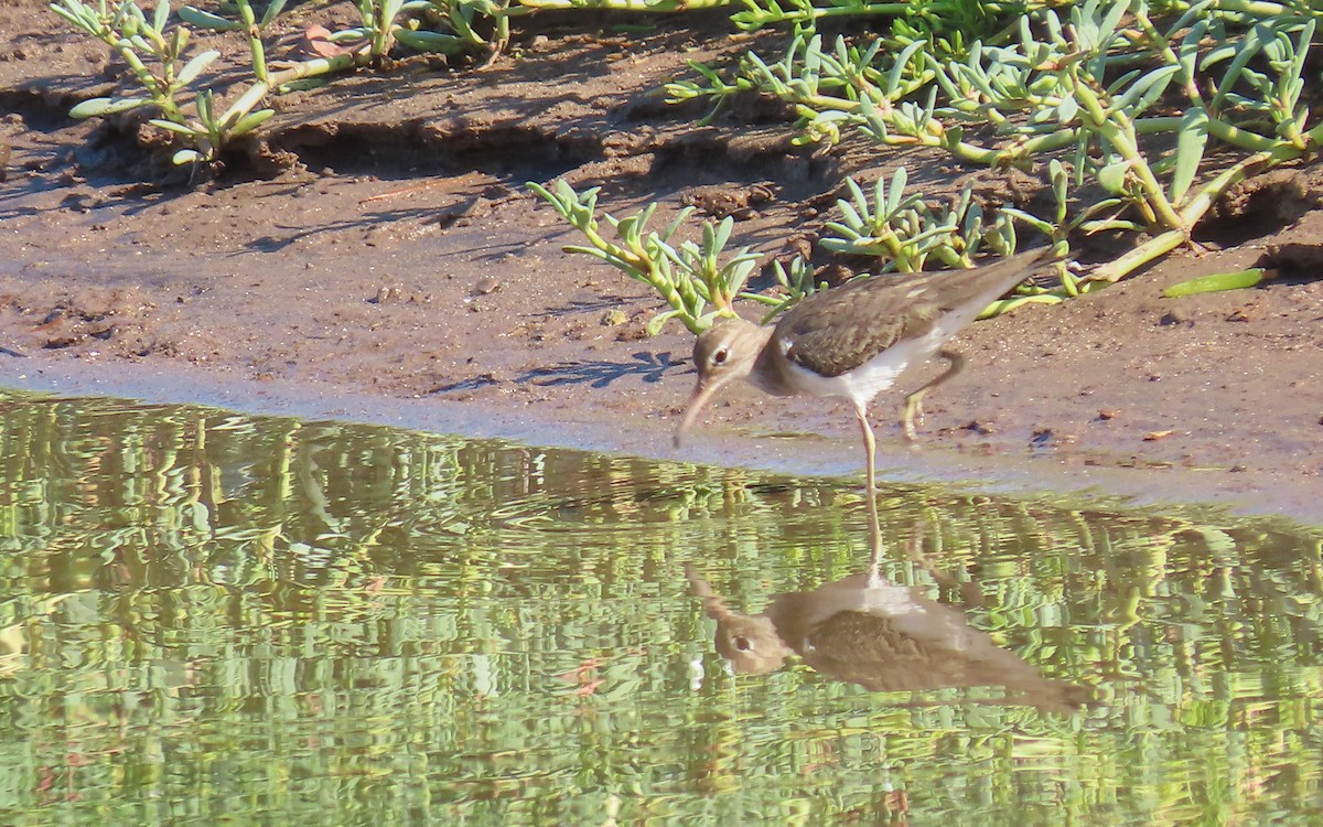 Spotted Sandpiper - ML223251771