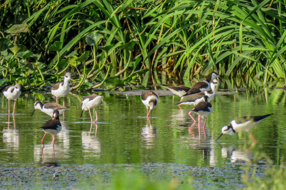 Black-necked Stilt - ML223251831