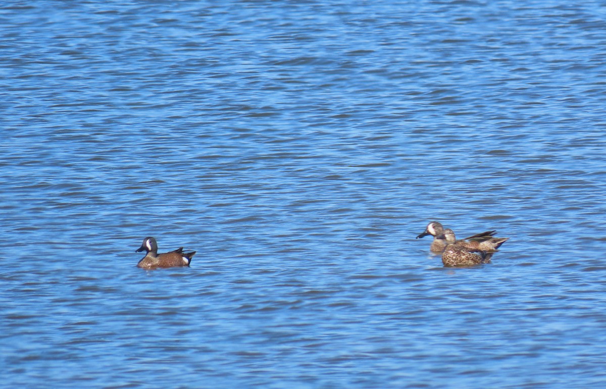 Blue-winged Teal - ML223252101