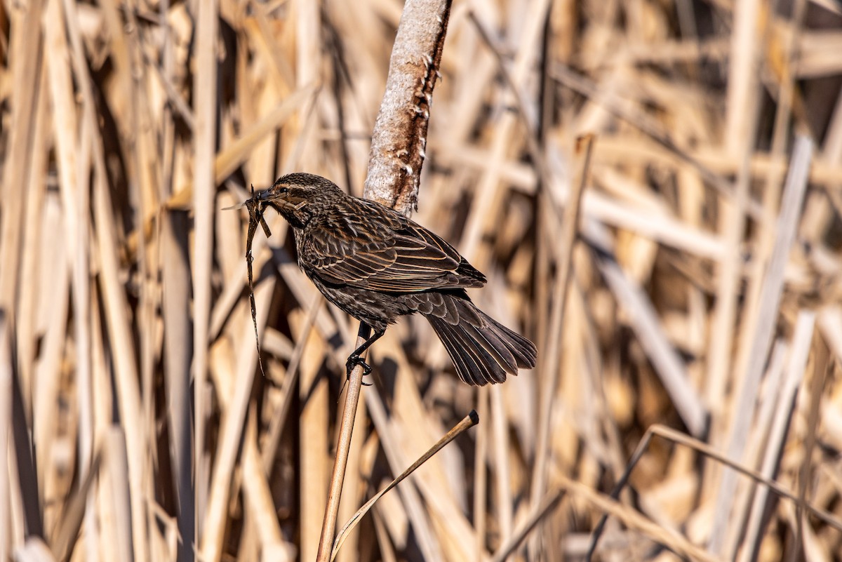 Red-winged Blackbird - Alex Bodden