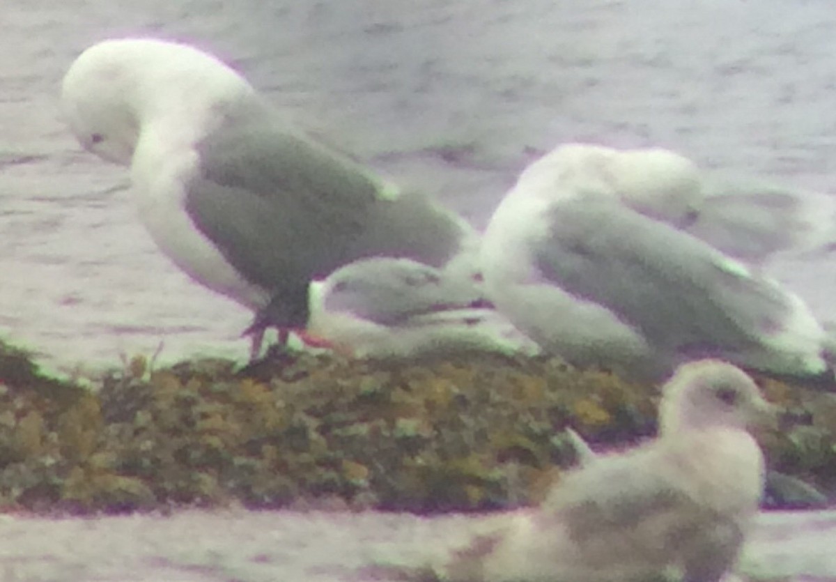 Bonaparte's Gull - ML223253941