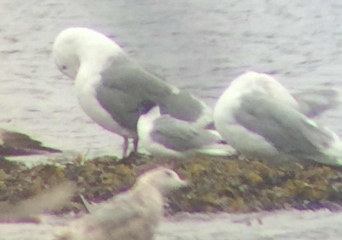 Bonaparte's Gull - ML223253951