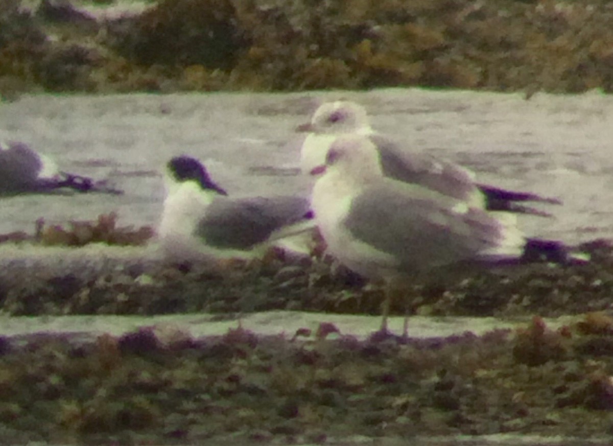 Bonaparte's Gull - ML223253961