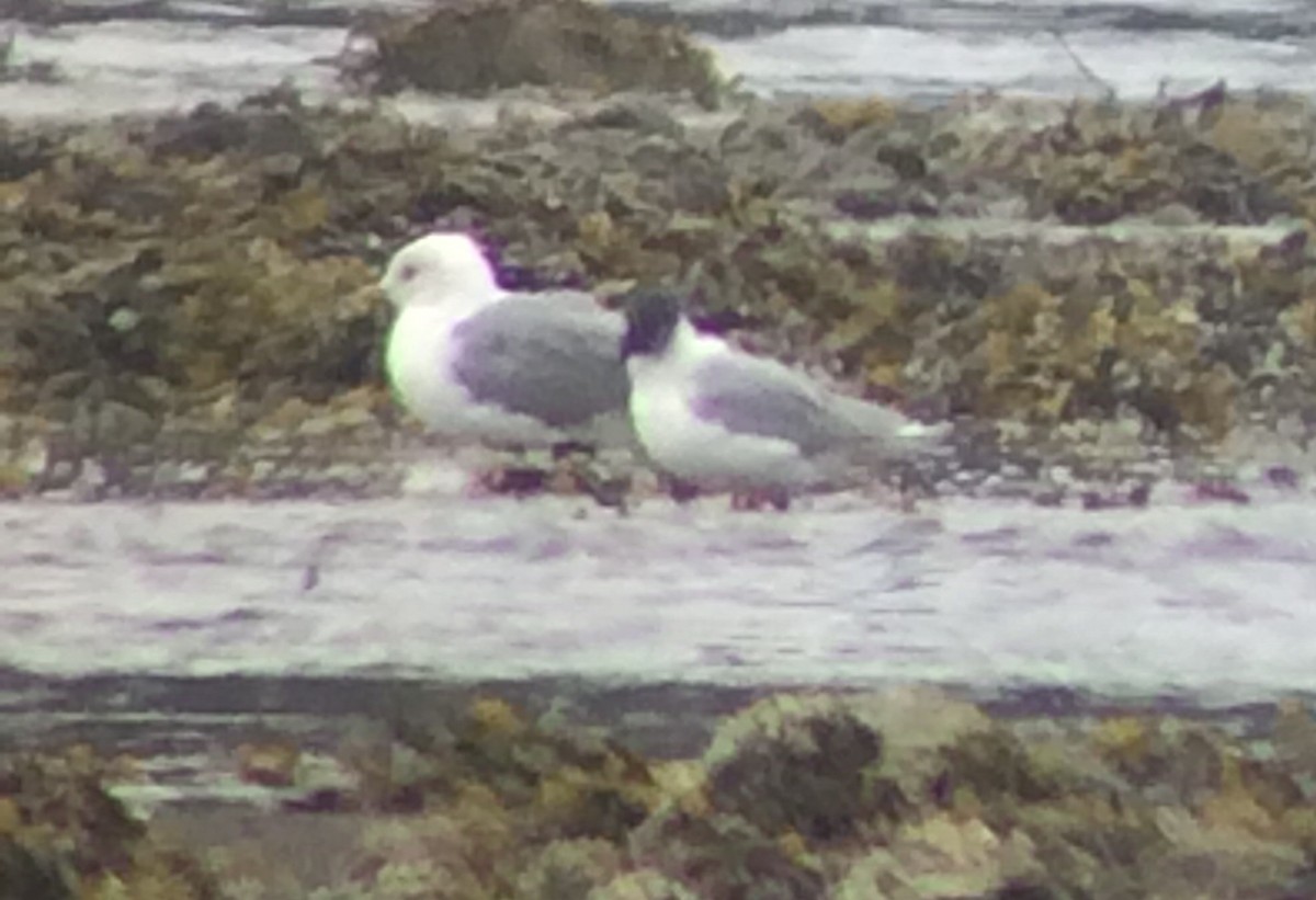 Bonaparte's Gull - ML223253971
