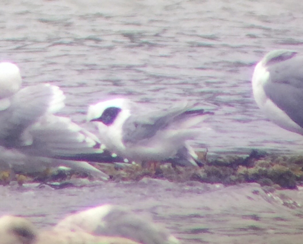 Bonaparte's Gull - ML223253991