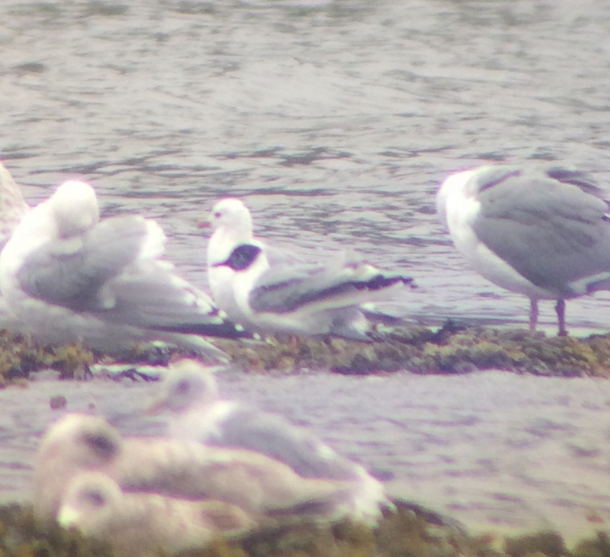 Bonaparte's Gull - ML223254001