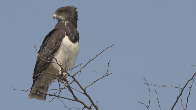 Black-chested Snake-Eagle - ML223255961