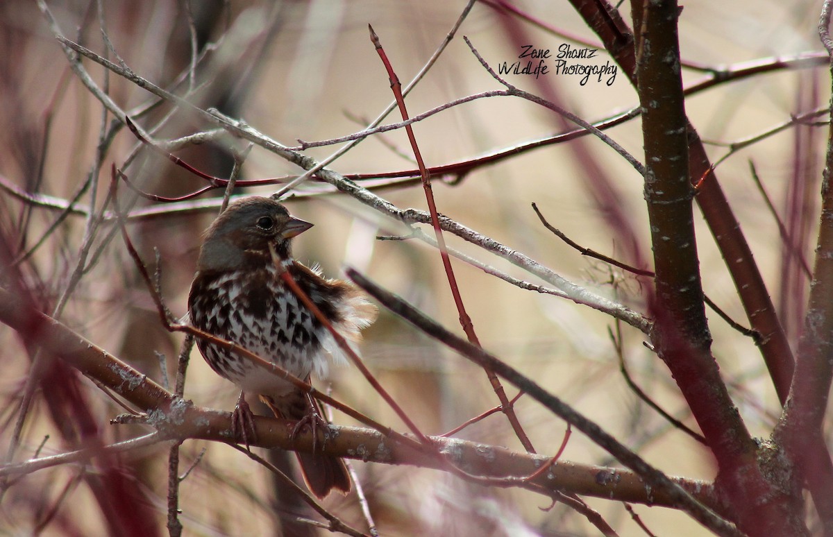 Fox Sparrow - Zane Shantz