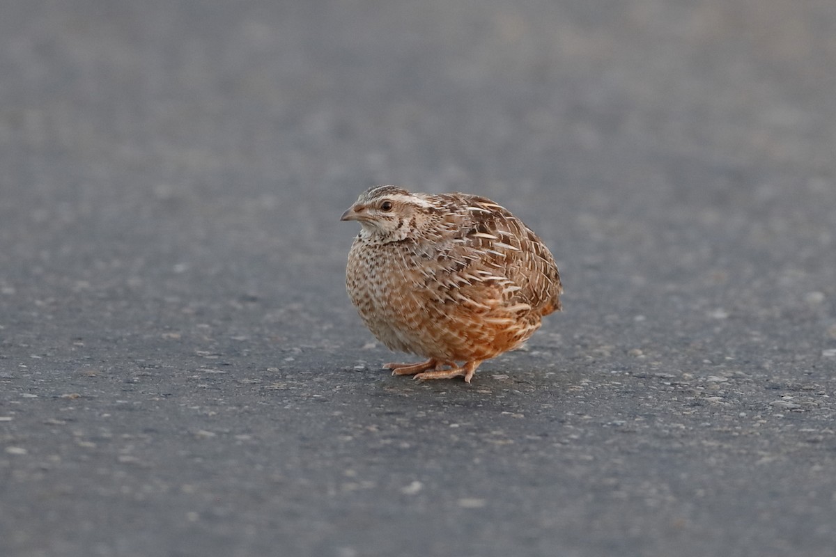 Harlequin Quail - ML223256561