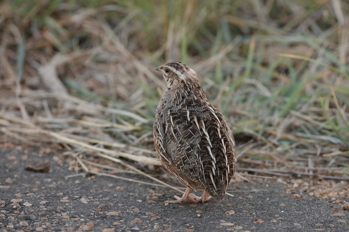 Harlequin Quail - ML223256611