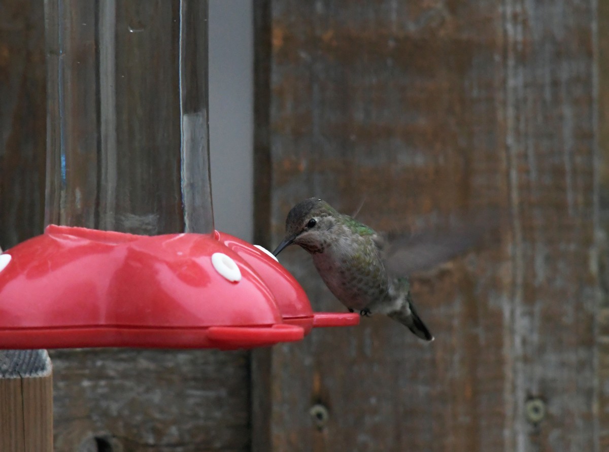 Colibrí de Anna - ML223256941