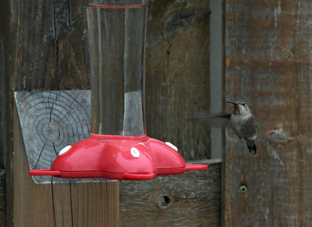 Anna's Hummingbird - ML223256951