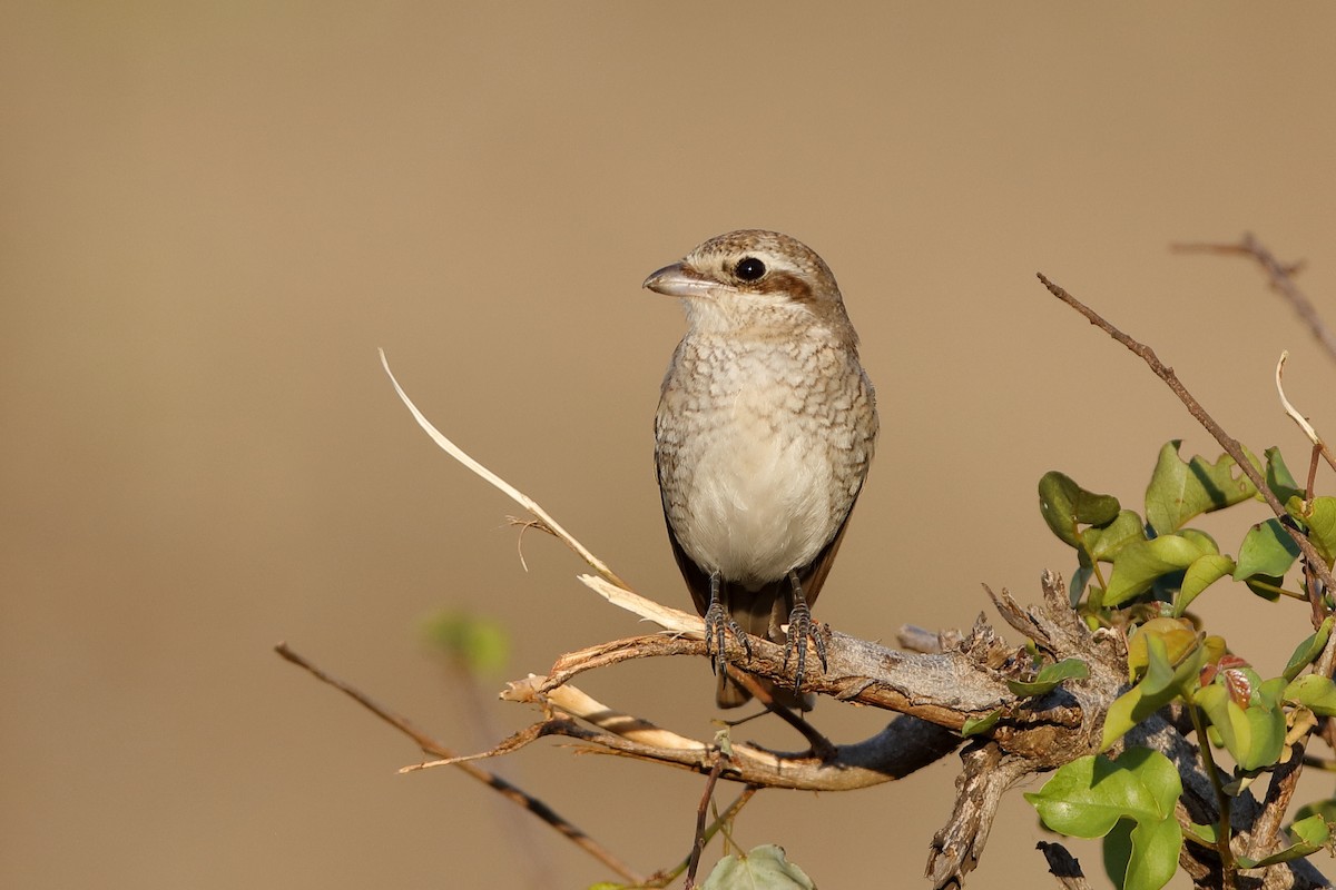 Red-backed Shrike - Holger Teichmann