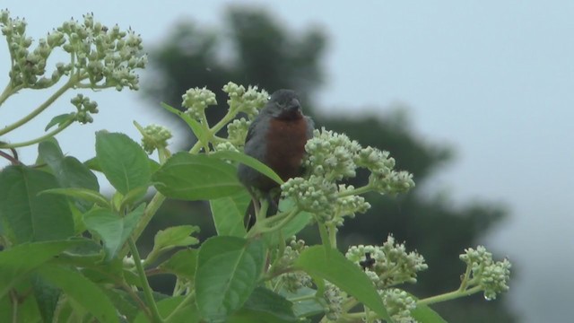 Chestnut-bellied Seedeater - ML223258291