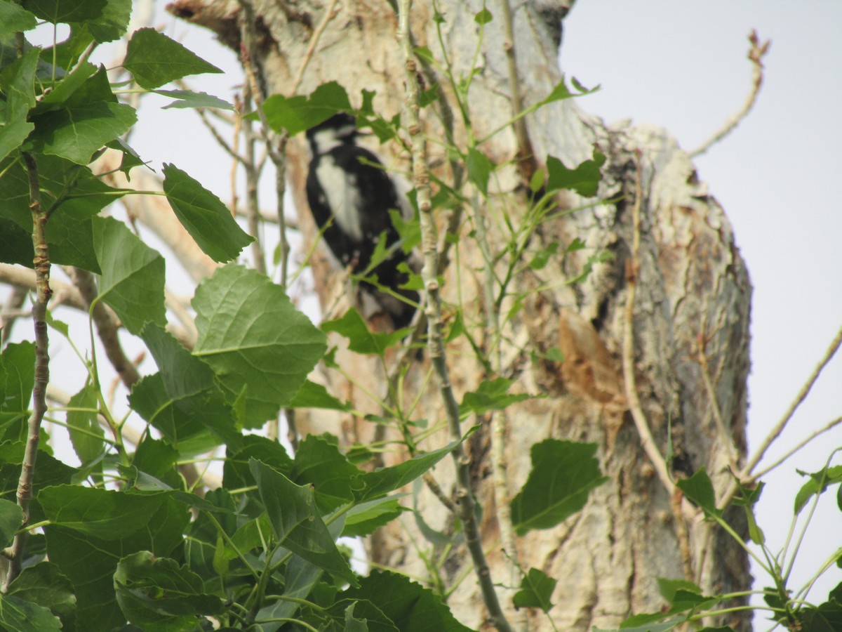 Downy Woodpecker - Bob Barnes