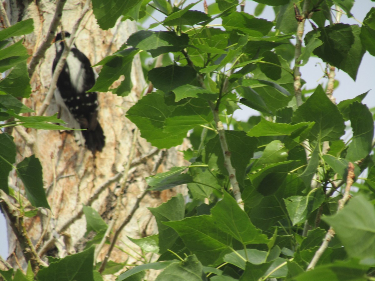 Downy Woodpecker - ML223258961