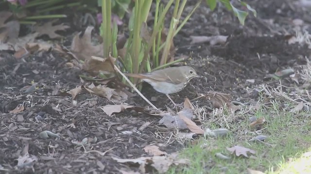 Hermit Thrush - ML223259301