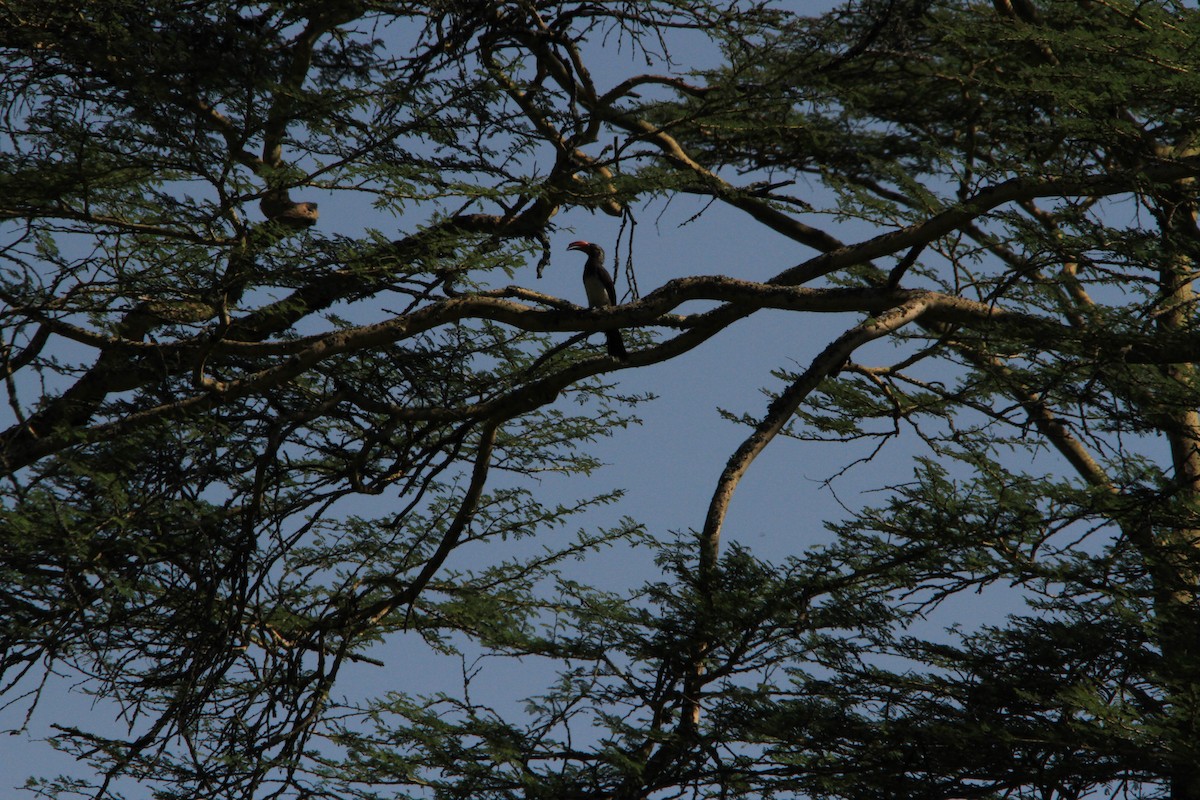 Crowned Hornbill - ML223261591