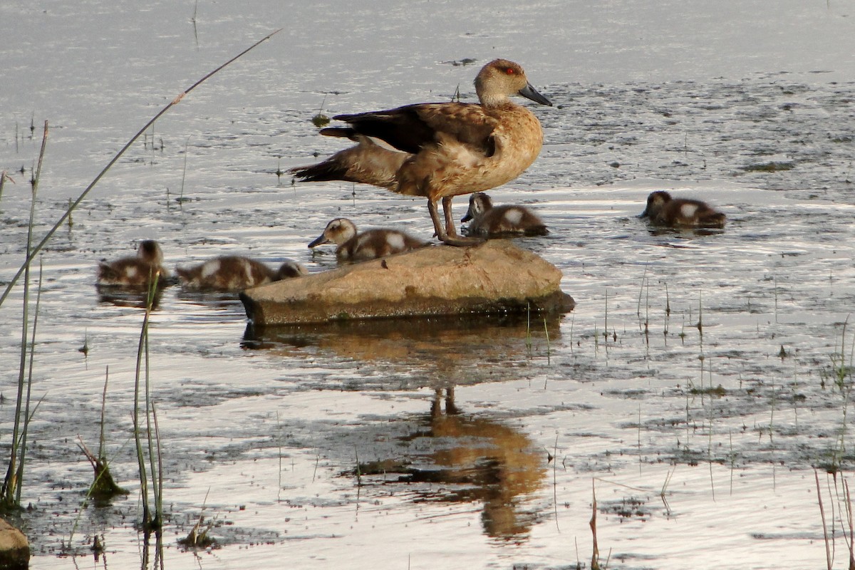 Crested Duck - ML22326211
